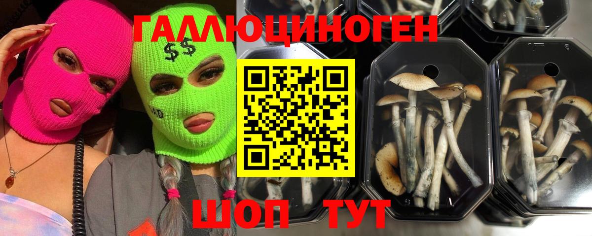 Зима  Псилоцибиновые грибы мицелий  Вход с VPN  Галлюциногенные грибы Cubensis 